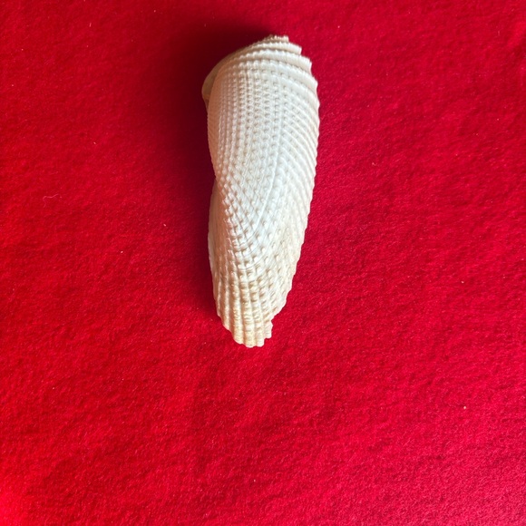 Assorted Seashell Collection - Picture 6 of 16